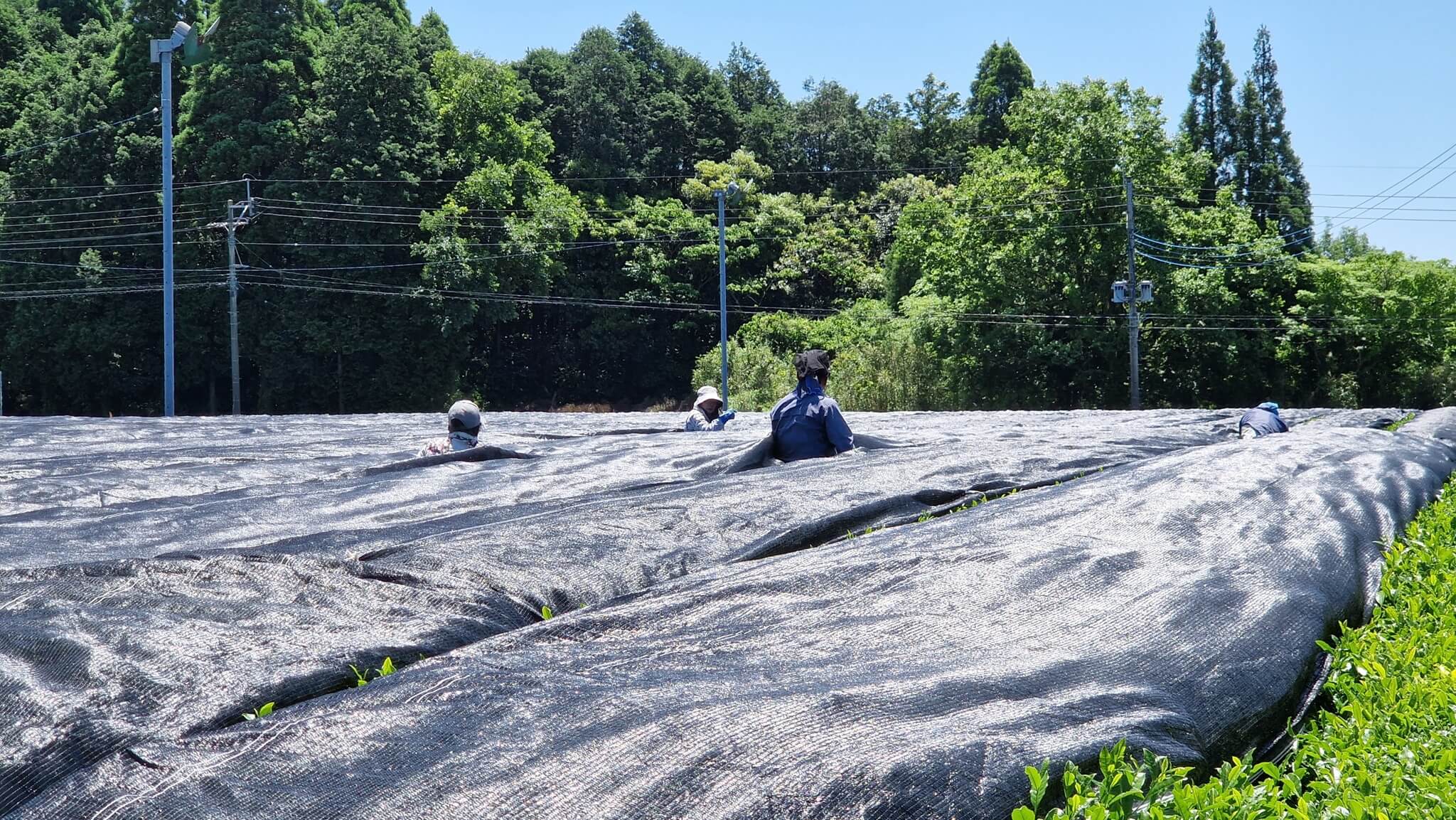Teegarten von Shutaro Hayashi, dort wird auch Matcha produziert