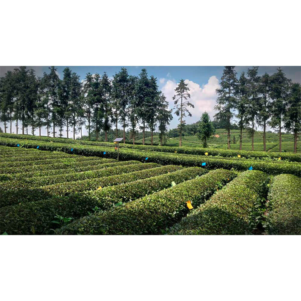 Pouchong Teeplantage China 1