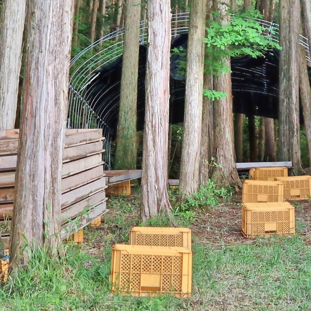 Suikyo Woodwind Oolong Tamaryokucha bio Teeblätter im Wald