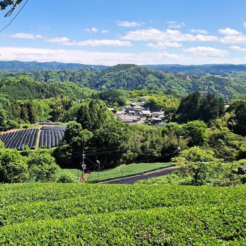 Parzellen Teegarten Suikyo Nara
