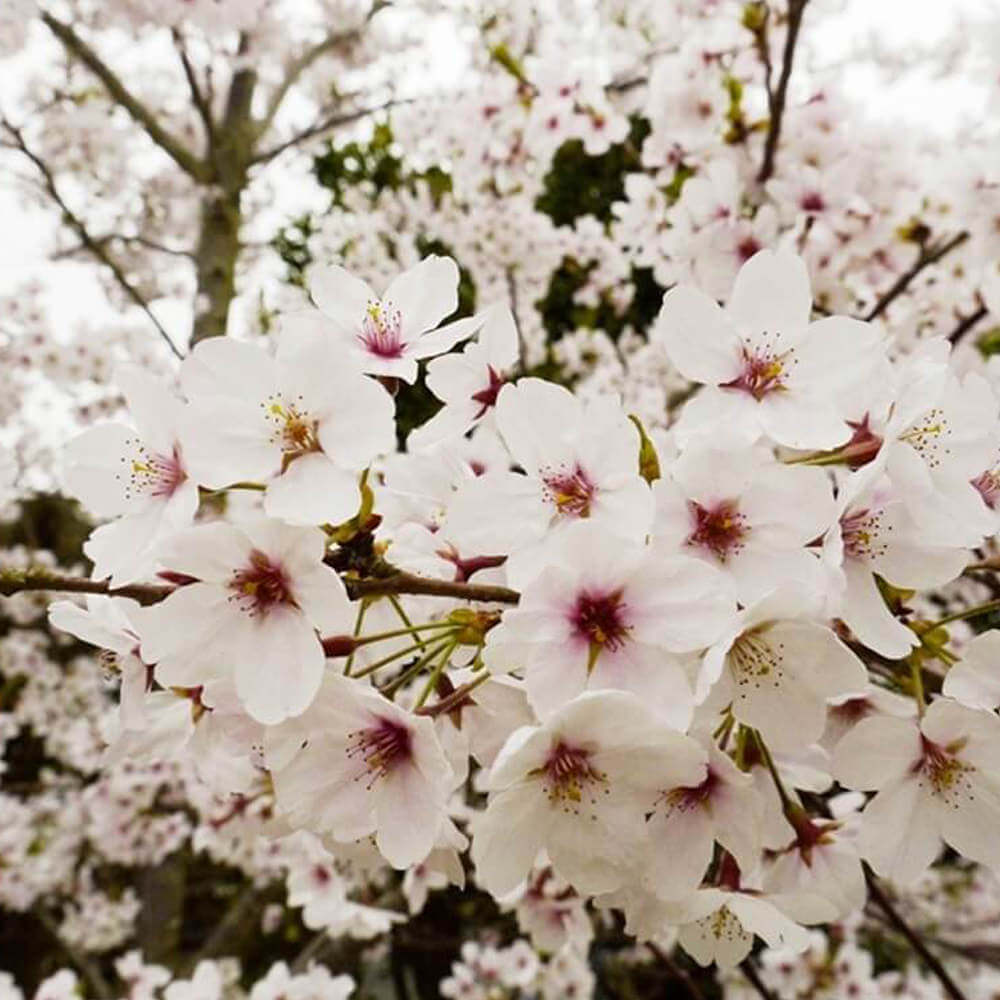 Kirishima Tennen Gyokuro bio Blüten