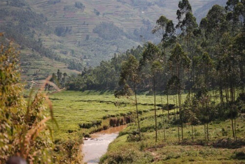 Teegarten in Ruanda