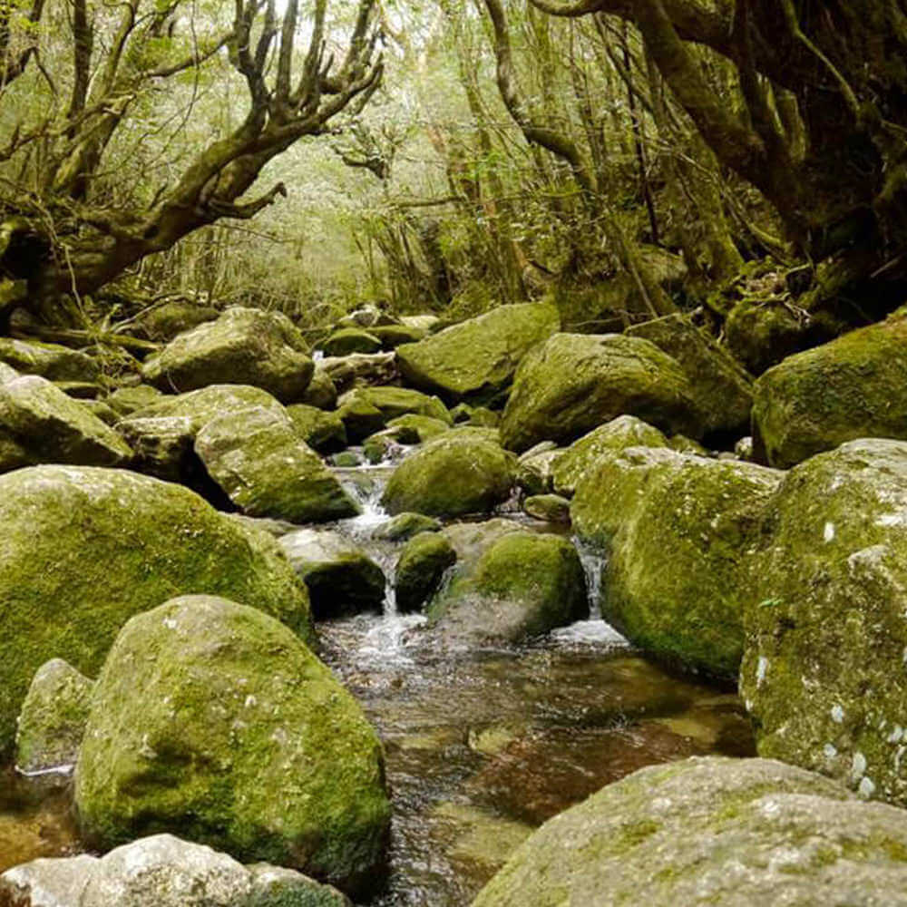 Umgebung Teegarten Familie Watanabe Japan