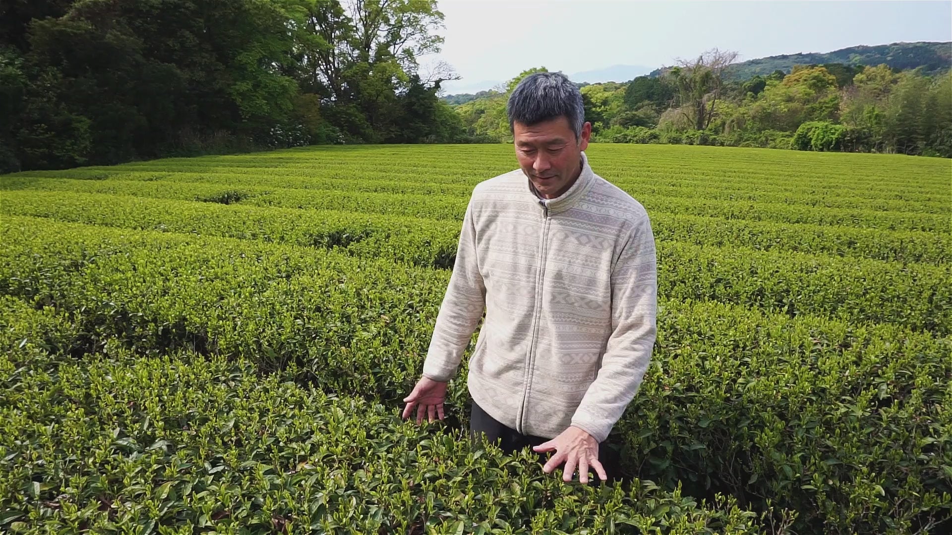 Shincha-Ernte mit Matsumoto-san – Traditioneller Frühlingstee aus Kumamoto, Japan