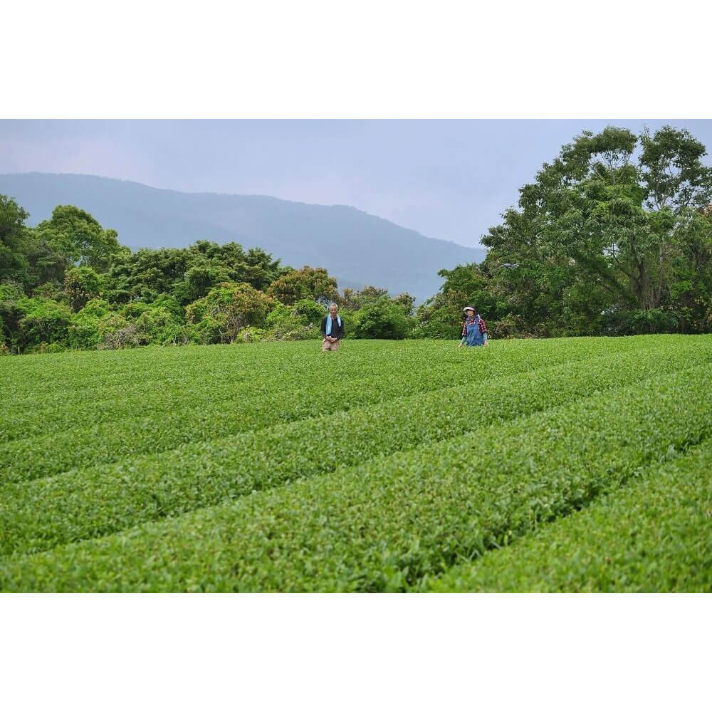 Morimoto Shincha 2018 bio Teegarten