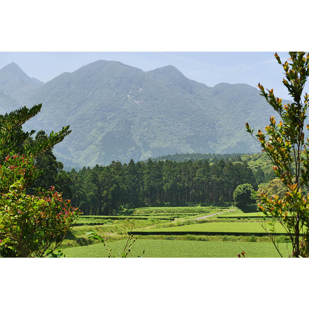 Teegarten von Familie Watanabe in Japan