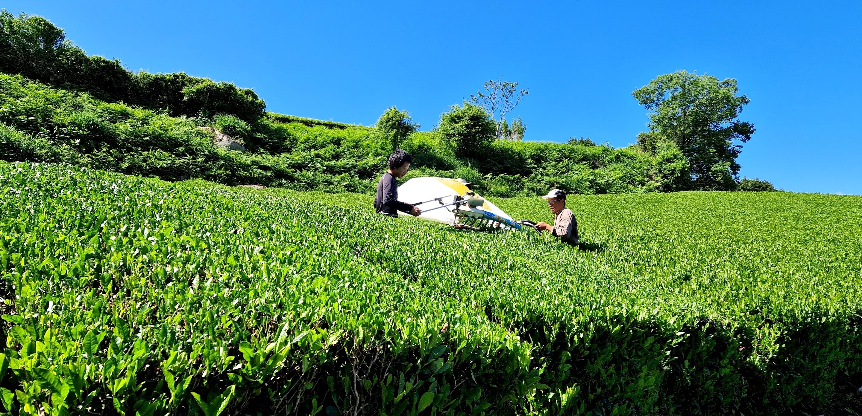 Ernte im Suikyo Teegarten in Nara