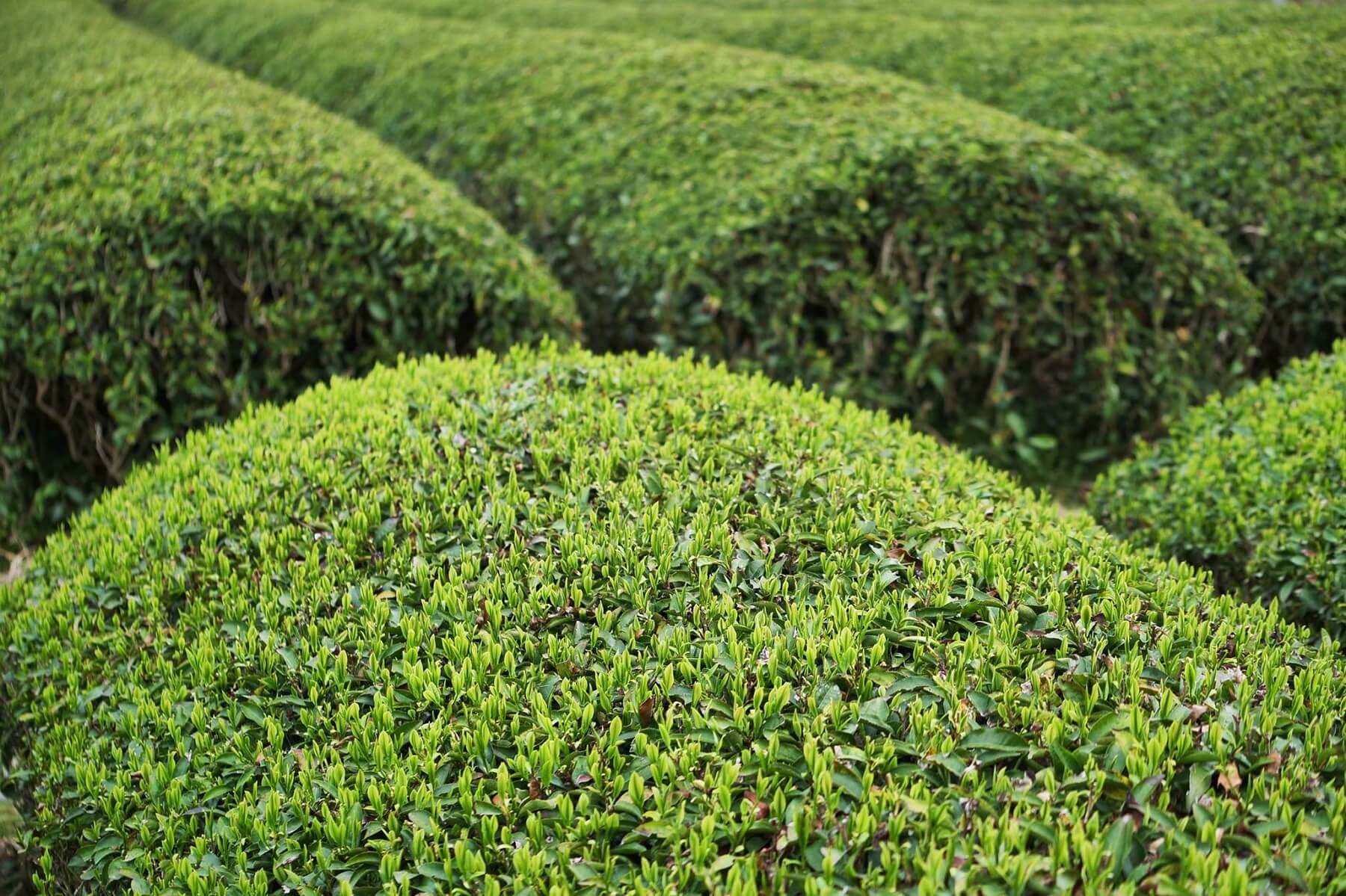 Teebüsche im Suikyo Teegarten in Japan