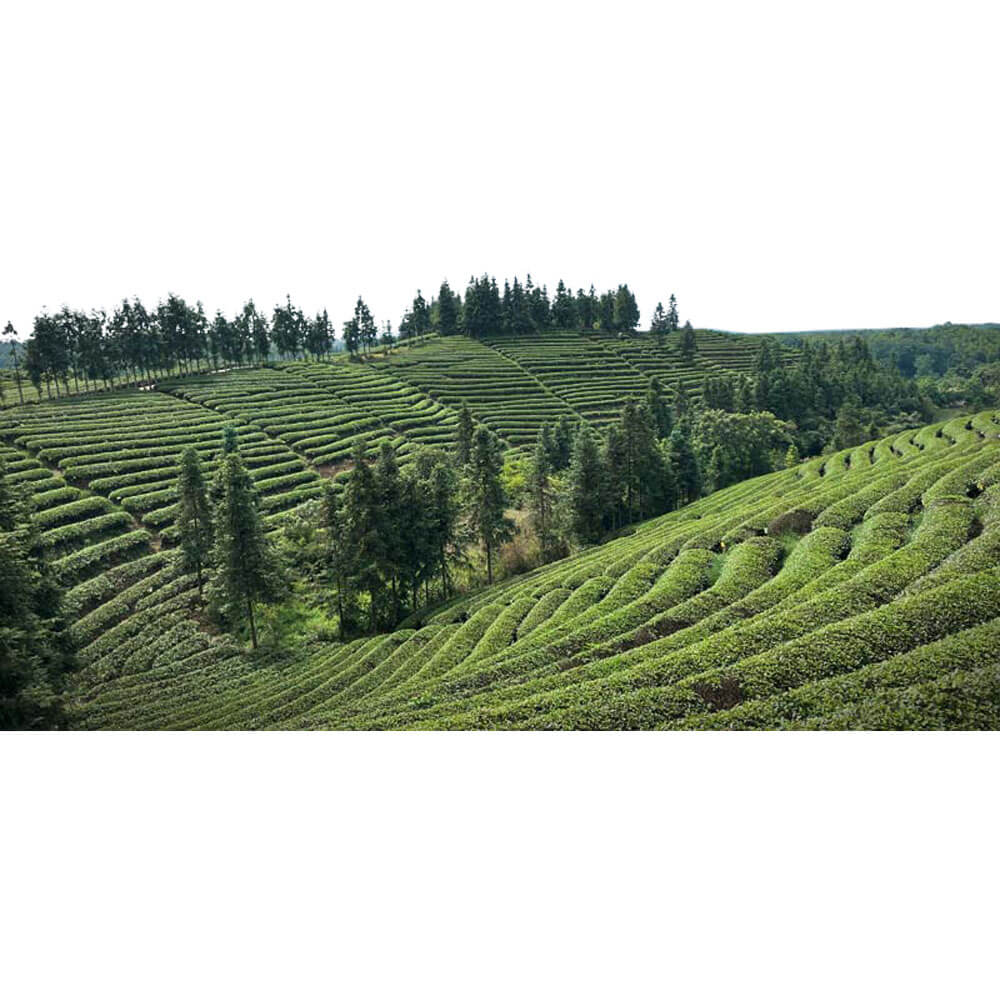 Pouchong Teeplantage China 2