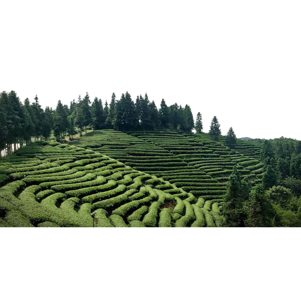 Pouchong Teeplantage China 3