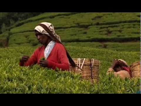 Ronnefeldt Film Ceylon Tee